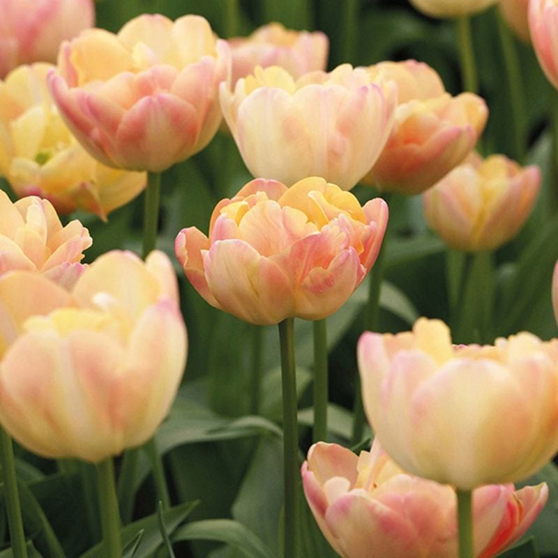 Tulip Crème Upstar Flower Bulbs