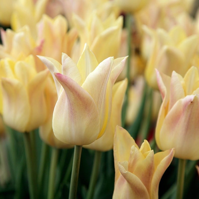Tulip Elegant Lady Flower Bulbs