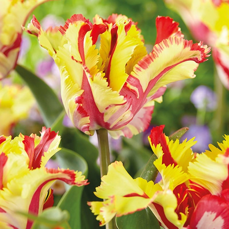 Tulip Flaming Parrot Flower Bulbs