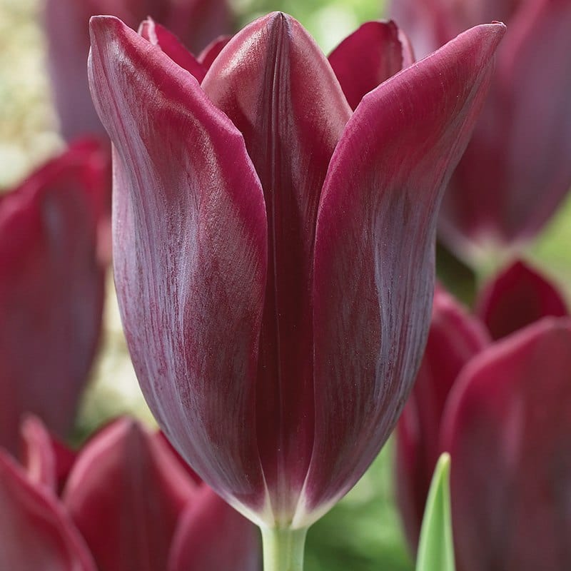 Tulip Havran Flower Bulbs