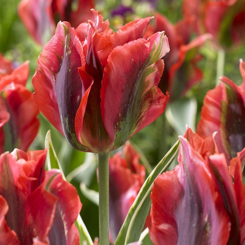 Tulip Hollywood Flower Bulbs