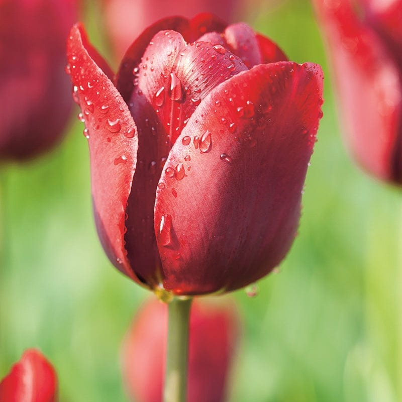 Tulip Jan Reus Flower Bulbs
