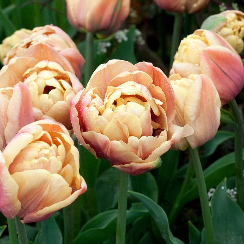 Tulip La Belle Epoque Flower Bulbs