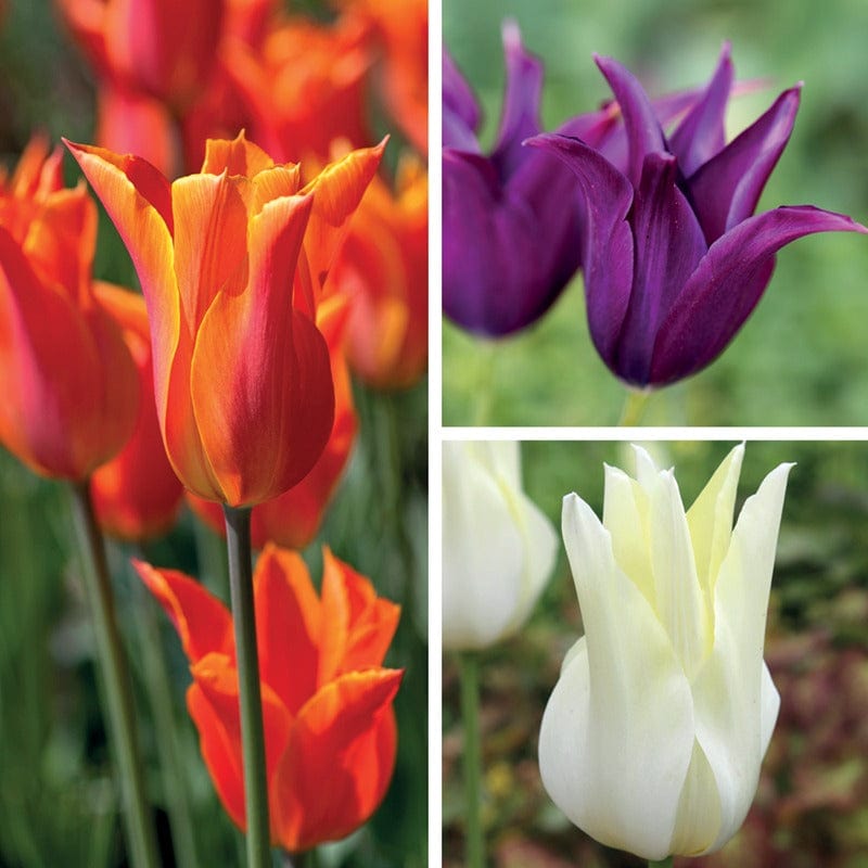Tulip Lily Flowered Bulb Collection