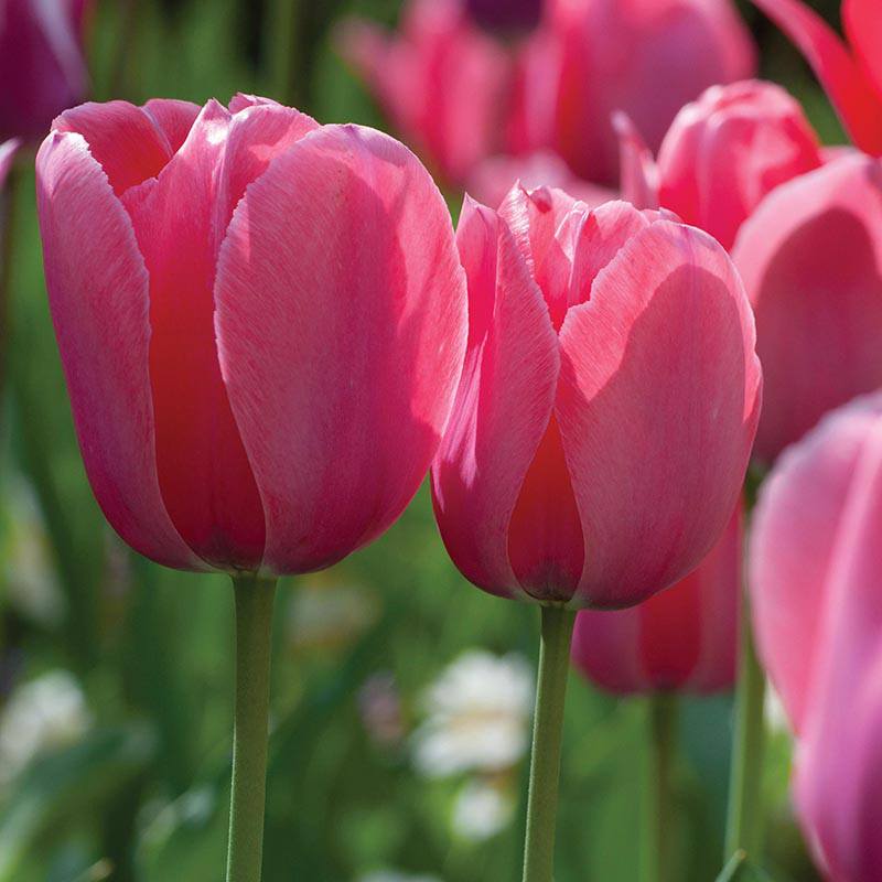 Tulip Menton Flower Bulbs