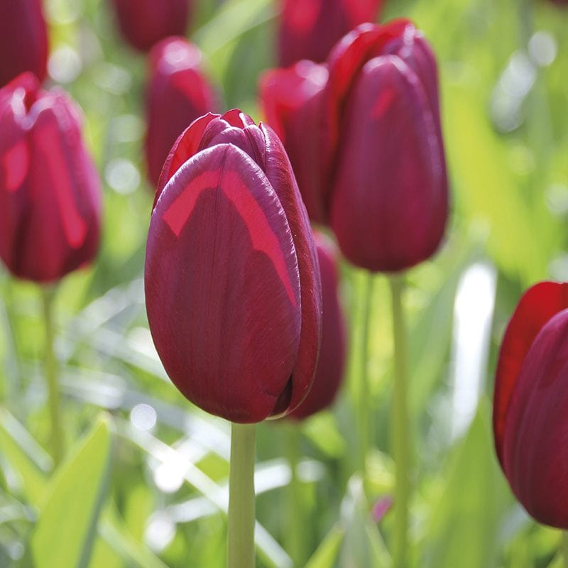 Tulip National Velvet Flower Bulbs