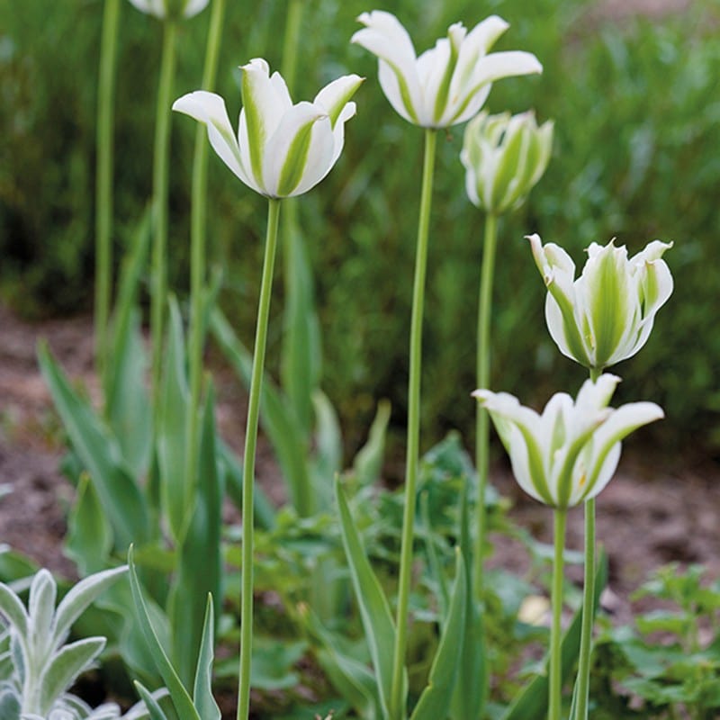 Tulip Perennial Collection
