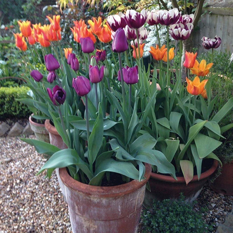 Tulip Pot & Container Collection