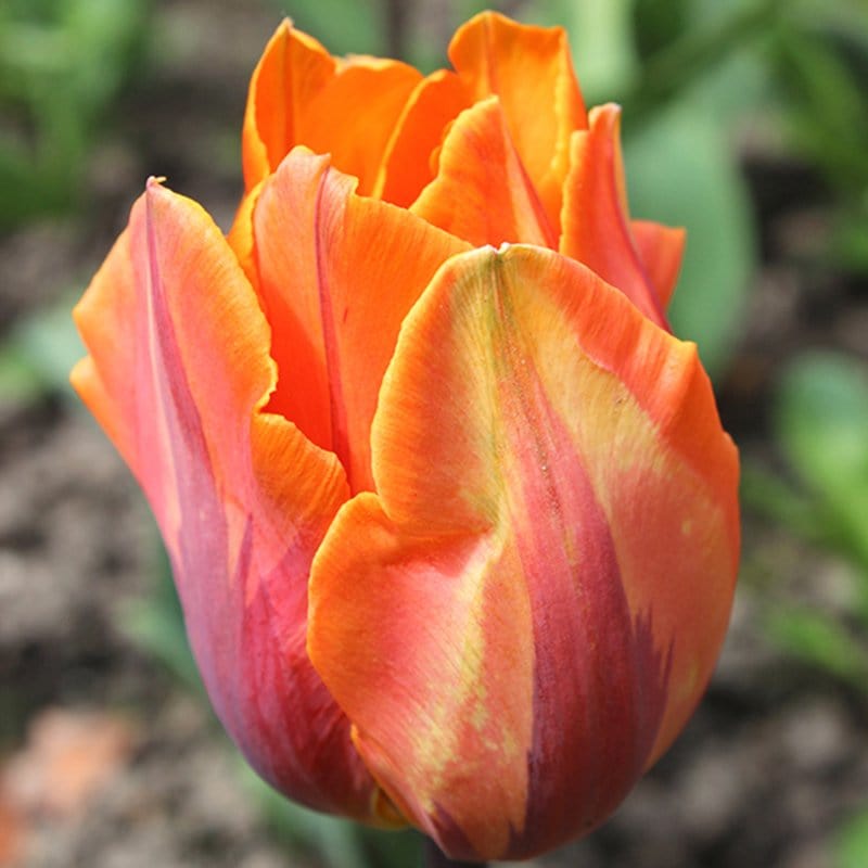 Tulip Prinses Irene AGM Flower Bulbs