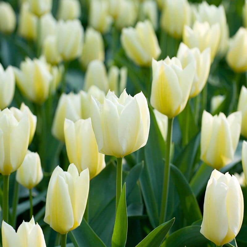 Tulip Purissima Flower Bulbs
