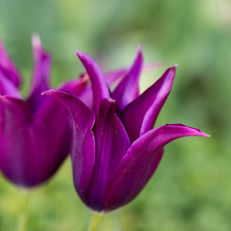 Tulip Purple Dream Flower Bulbs