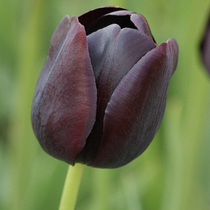 Tulip Queen of the Night Flower Bulbs
