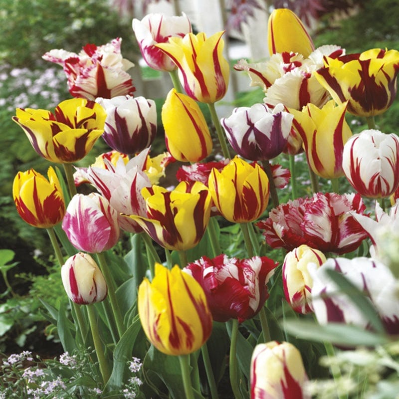 Tulip Rembrandt Mixed Flower Bulbs
