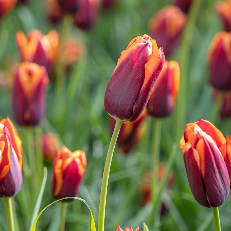 Tulip Slawa Flower Bulbs