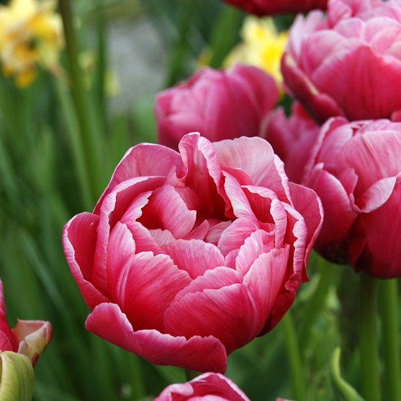 Tulip Wedding Gift Bulbs Flower Bulbs