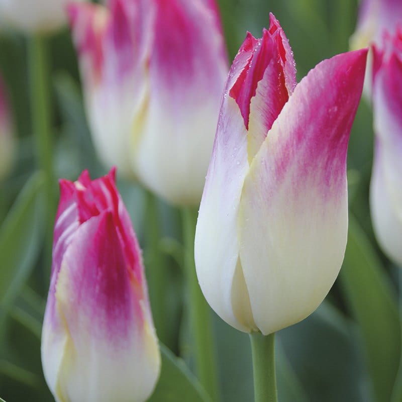 Tulip Whispering Dream Flower Bulbs
