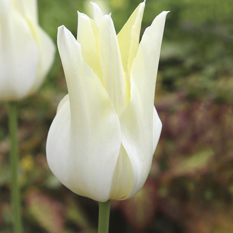 Tulip White Triumphator Flower Bulbs