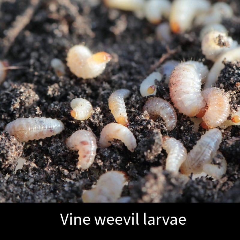 Vine Weevil Control Nematodes 12sq.m