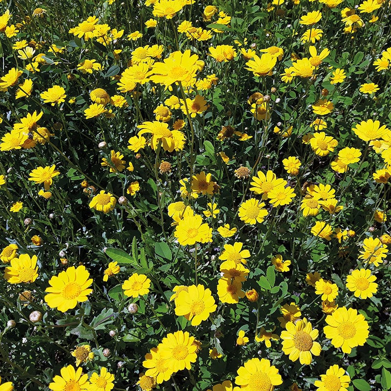 Wildflower Corn Marigold (Native)