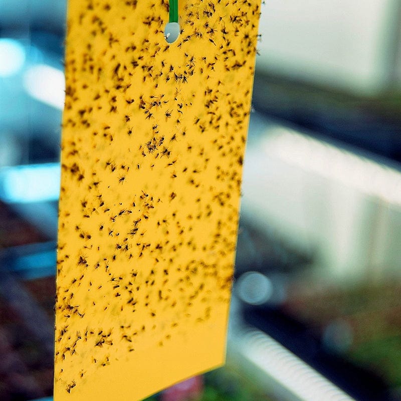 Yellow Insect Sticky Traps